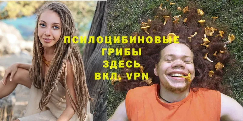 мега ссылки  Ворсма  Галлюциногенные грибы Psilocybe 